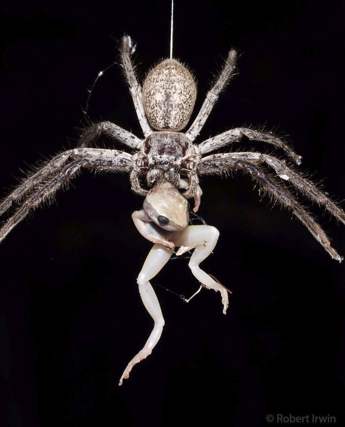 Today Is Steve Irwin's Son's 14th Birthday! He's Already An Award Winning Photographer And His Photos Show Why Today Is Steve Irwin's Son's 14th Birthday! He's Already An Award Winning Photographer And His Photos Show Why