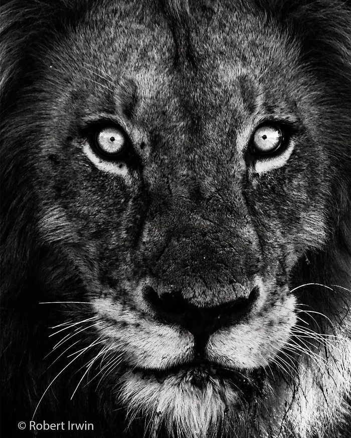 Today Is Steve Irwin's Son's 14th Birthday! He's Already An Award Winning Photographer And His Photos Show Why