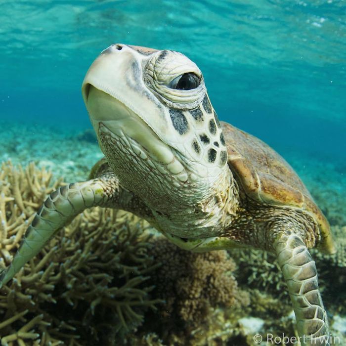 Today Is Steve Irwin's Son's 14th Birthday! He's Already An Award Winning Photographer And His Photos Show Why