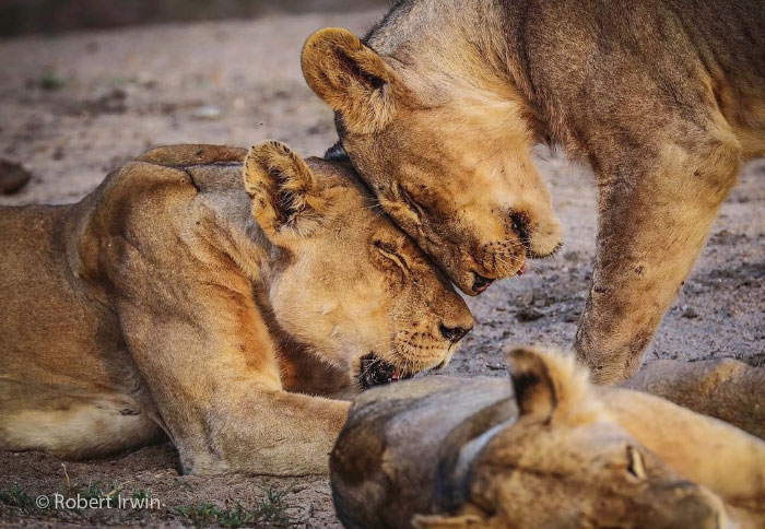Today Is Steve Irwin's Son's 14th Birthday! He's Already An Award Winning Photographer And His Photos Show Why