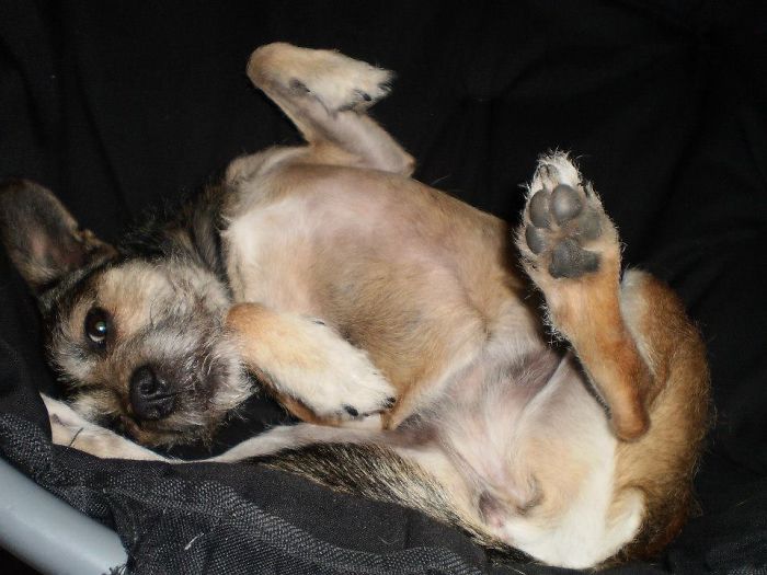 Small dog lying on its back on a black fabric surface, illustrating pets with names they are now called instead of original ones.