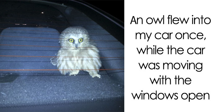 Share Your Most Unbelievable “Pics Or It Didn’t Happen” Moment That You Actually Captured On Camera