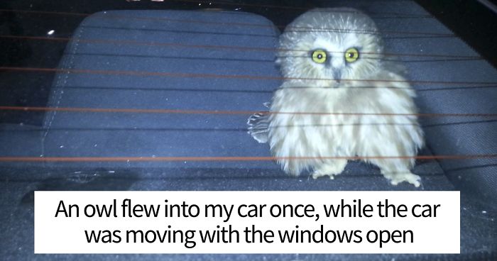 Share Your Most Unbelievable “Pics Or It Didn’t Happen” Moment That You Actually Captured On Camera