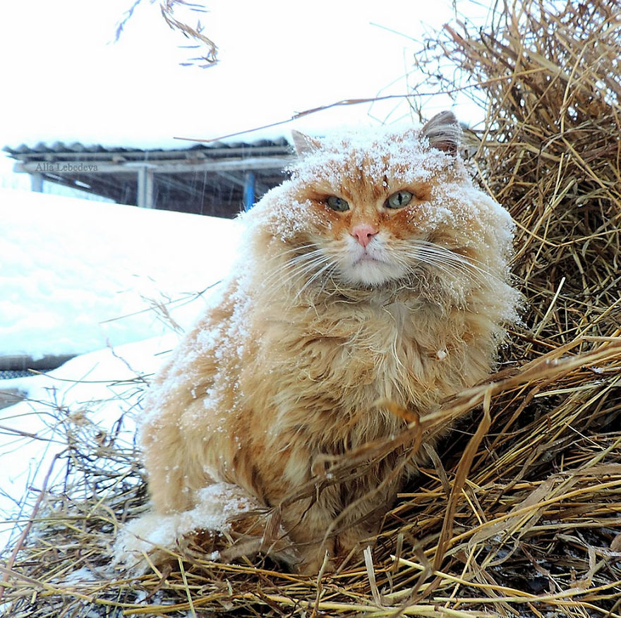Siberian Cat