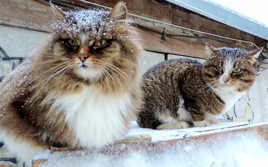 Siberian Cat