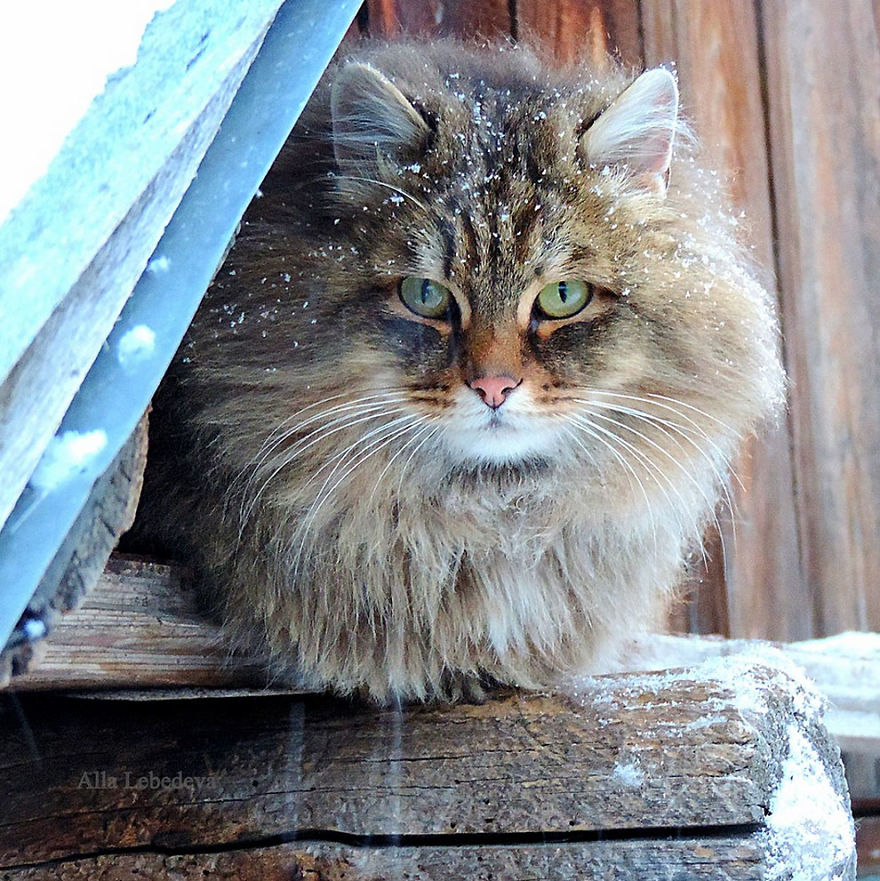 Siberian Cat
