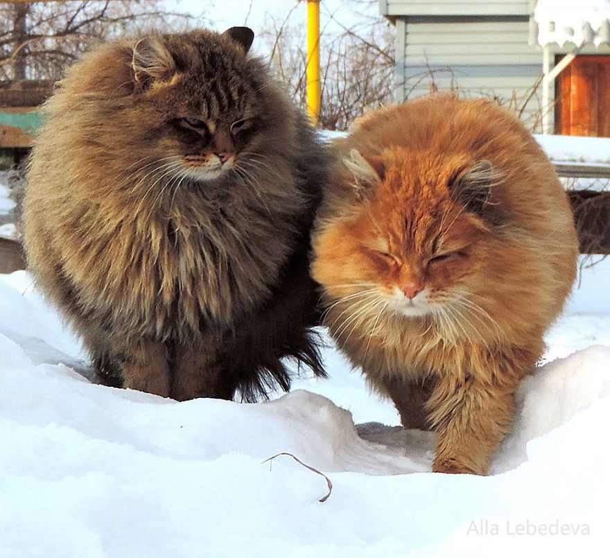 Siberian Cat