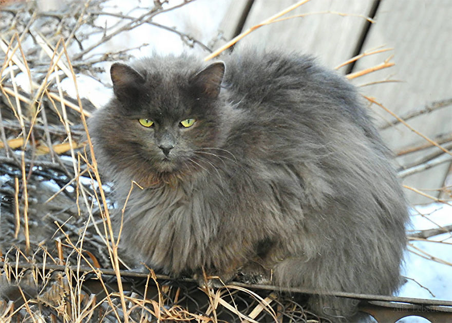 Siberian Cat