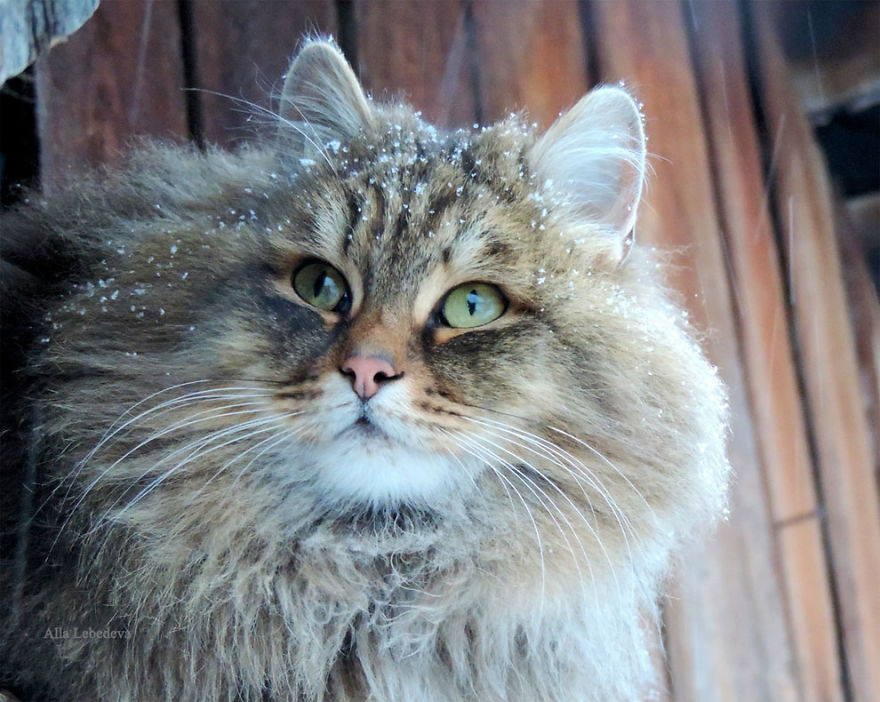 Siberian Cat