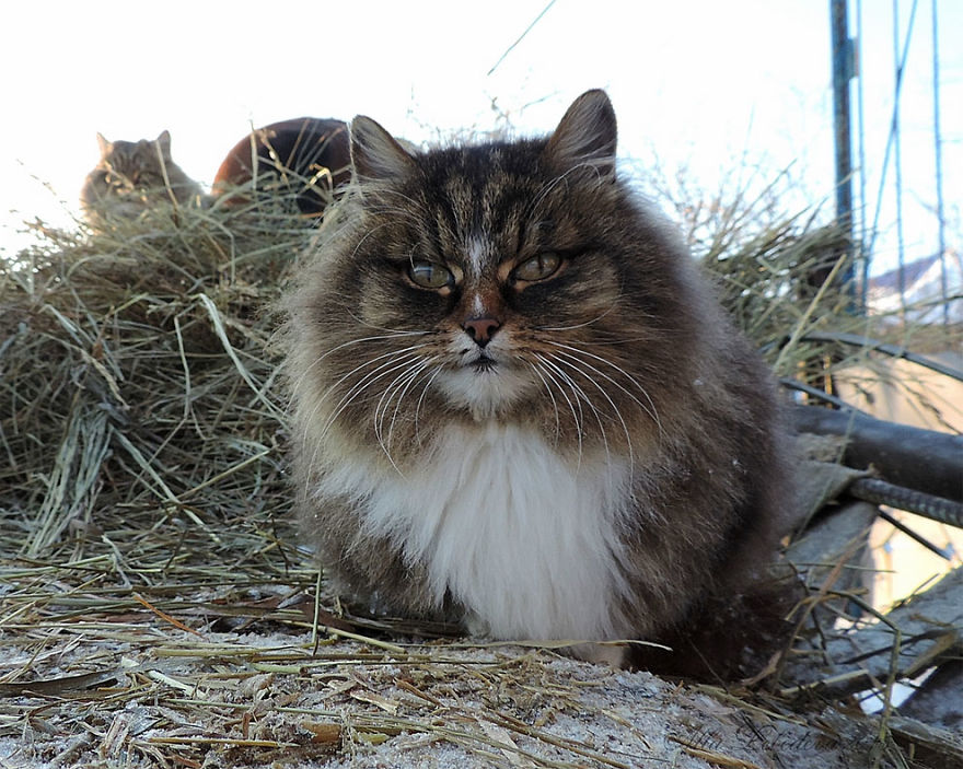 Siberian Cat