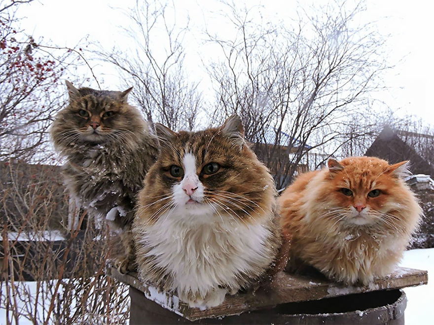 Siberian Cat
