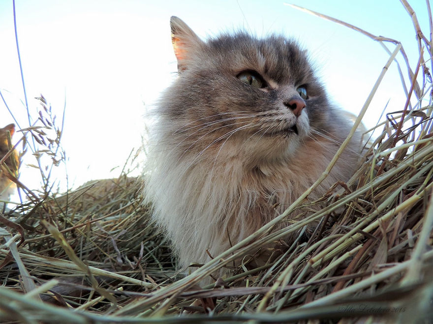 Siberian Cat