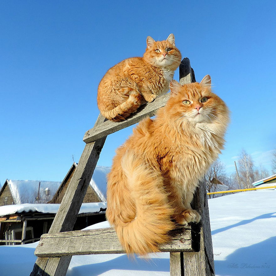 Siberian Cat