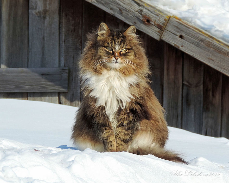 Siberian Cat