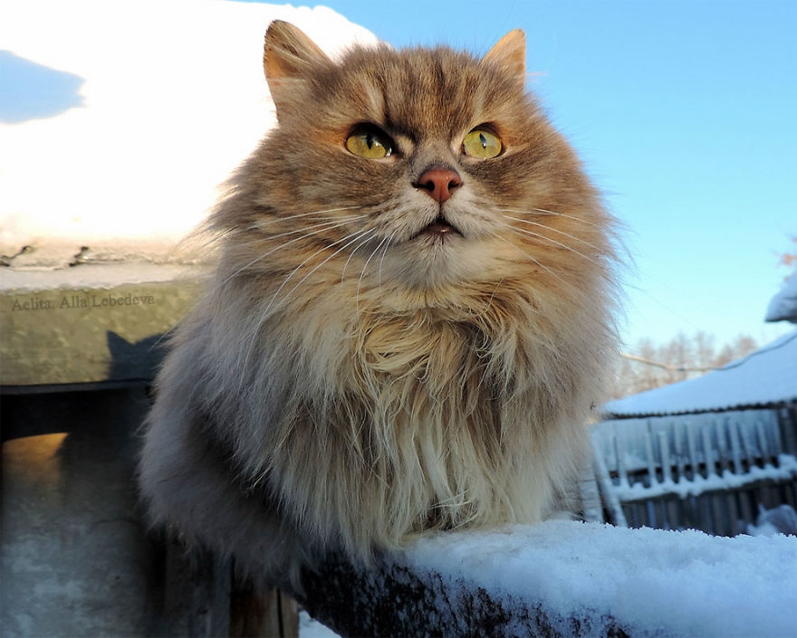 Siberian Cat