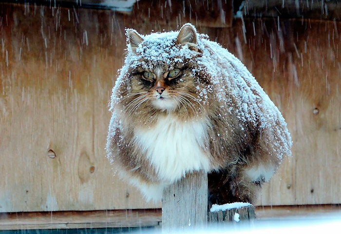 Esta granjera rusa hace increíbles fotos de sus muchos gatos siberianos, y son absolutamente majestuosos