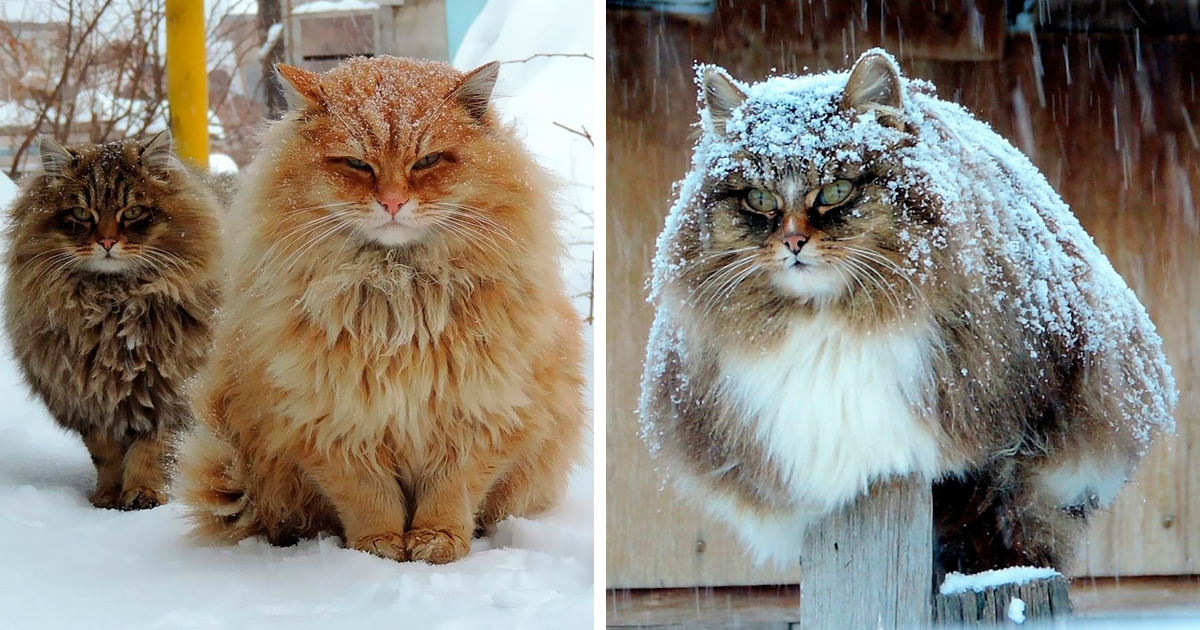 Siberian Farm Cats Have Absolutely Taken Over This Farmer’s Land, And They’re Absolutely Majestic