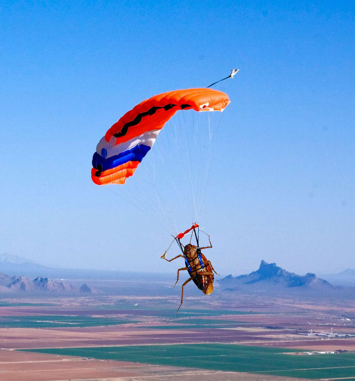 A Cockroach Went Skydiving