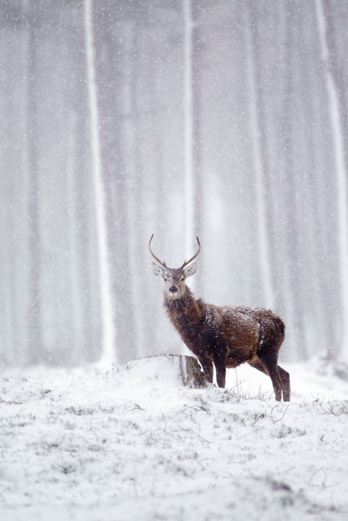 Winter-Deer-Photography-John-Betts