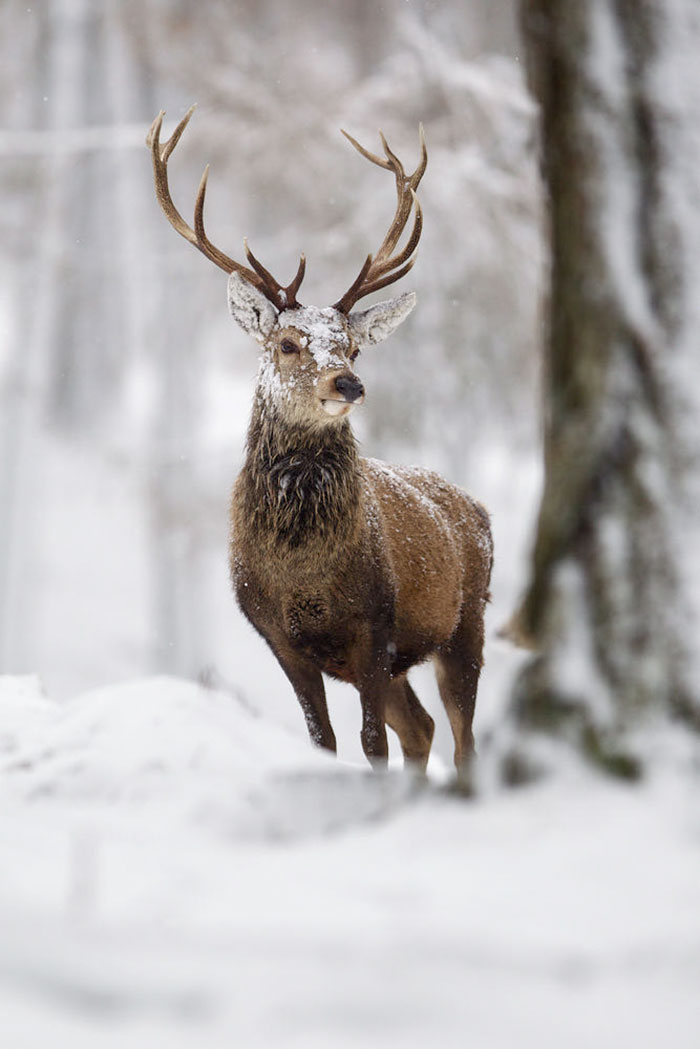 Winter-Deer-Photography-John-Betts