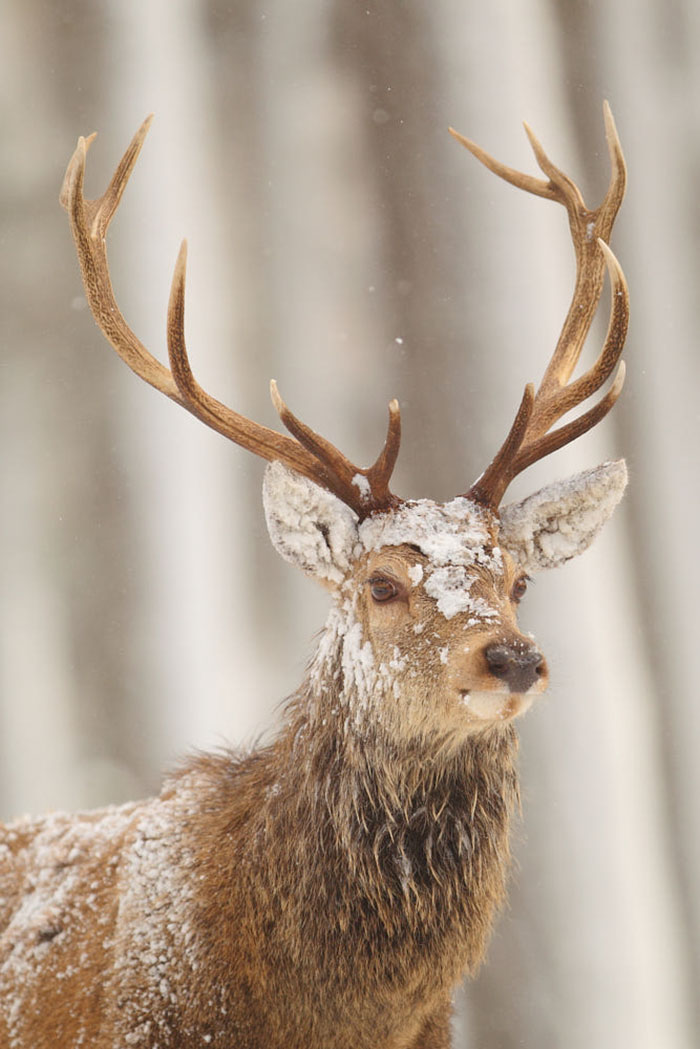 Winter-Deer-Photography-John-Betts