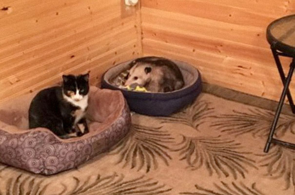 Grandma Thinks She's Been Taking Care Of Three Kittens Until Her Grandson Notices One Of Them Is Not A Kitten At All Grandma Thinks She's Been Taking Care Of Three Kittens Until Her Grandson Notices One Of Them Is Not A Kitten At All
