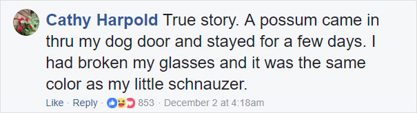 Grandma Thinks She's Been Taking Care Of Three Kittens Until Her Grandson Notices One Of Them Is Not A Kitten At All