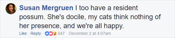 Grandma Thinks She's Been Taking Care Of Three Kittens Until Her Grandson Notices One Of Them Is Not A Kitten At All