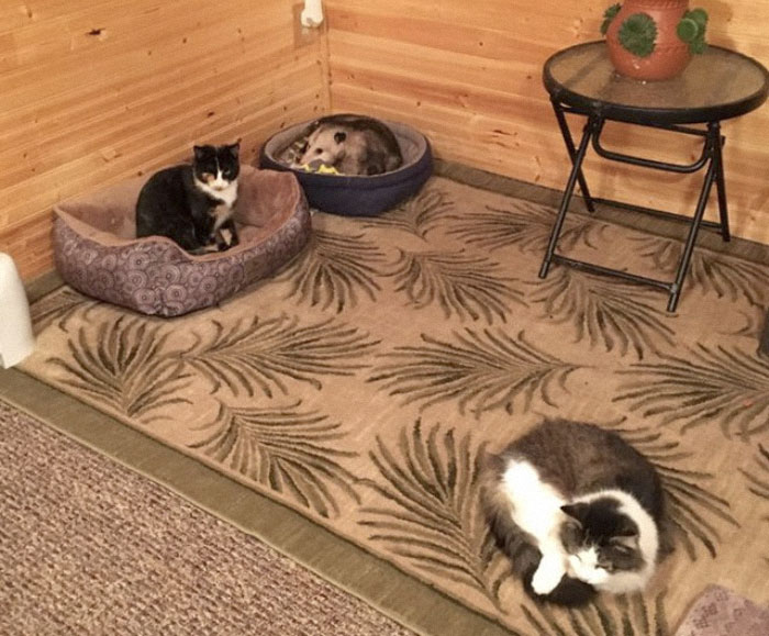 Esta abuela creía haber estado cuidando de 3 gatos, pero su nieto notó que uno no lo era