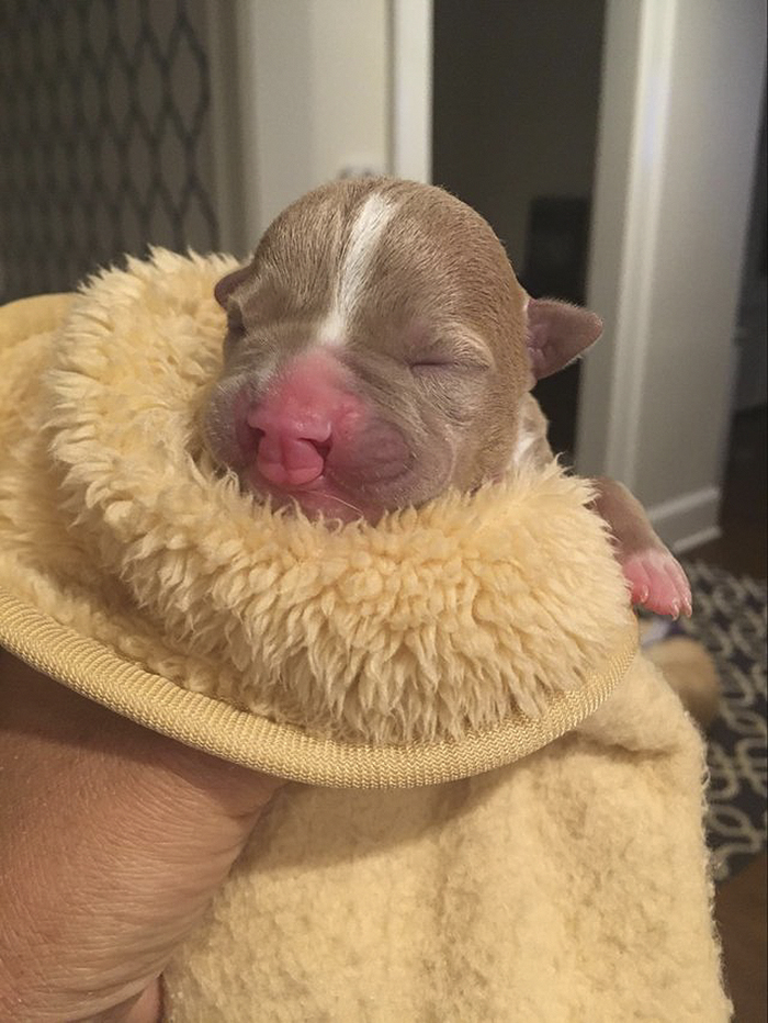 Foster Mom Refuses To Put Her Tiny Pit Bull To Sleep After It Was Born A Little Bit Different Foster Mom Refuses To Put Her Tiny Pit Bull To Sleep After It Was Born A Little Bit Different