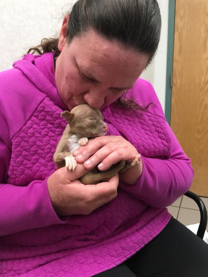 Foster Mom Refuses To Put Her Tiny Pit Bull To Sleep After It Was Born A Little Bit Different Foster Mom Refuses To Put Her Tiny Pit Bull To Sleep After It Was Born A Little Bit Different
