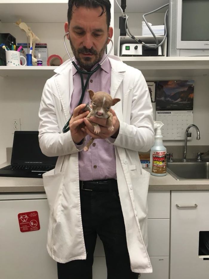 Foster Mom Refuses To Put Her Tiny Pit Bull To Sleep After It Was Born A Little Bit Different Foster Mom Refuses To Put Her Tiny Pit Bull To Sleep After It Was Born A Little Bit Different