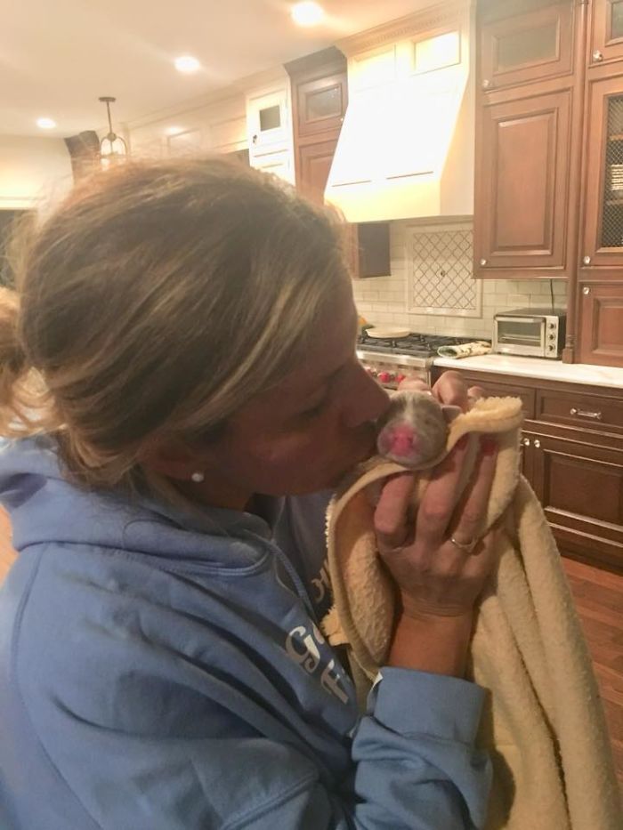 Foster Mom Refuses To Put Her Tiny Pit Bull To Sleep After It Was Born A Little Bit Different Foster Mom Refuses To Put Her Tiny Pit Bull To Sleep After It Was Born A Little Bit Different