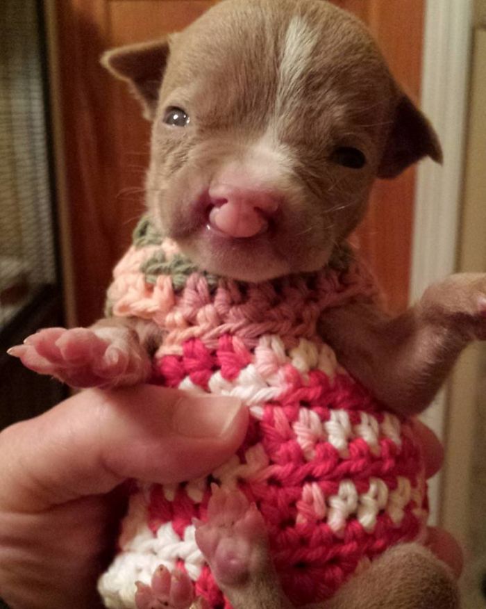 Foster Mom Refuses To Put Her Tiny Pit Bull To Sleep After It Was Born A Little Bit Different Foster Mom Refuses To Put Her Tiny Pit Bull To Sleep After It Was Born A Little Bit Different