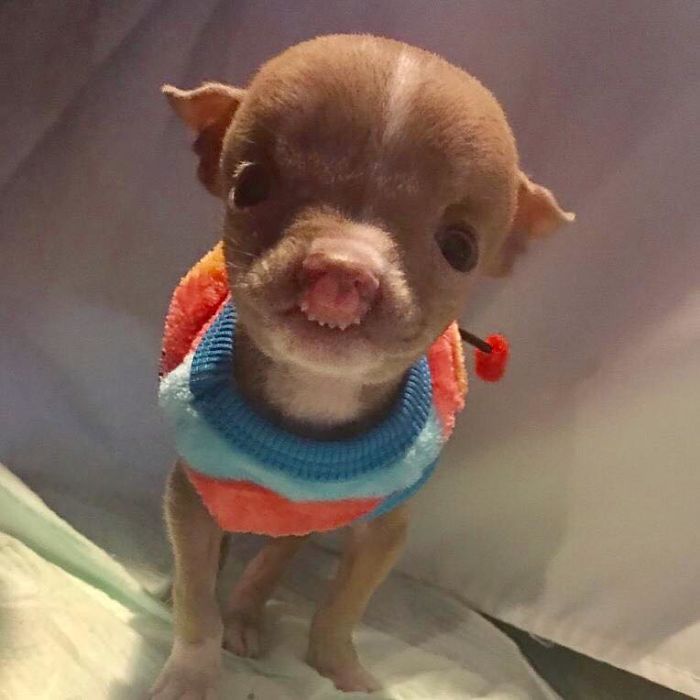 Foster Mom Refuses To Put Her Tiny Pit Bull To Sleep After It Was Born A Little Bit Different Foster Mom Refuses To Put Her Tiny Pit Bull To Sleep After It Was Born A Little Bit Different