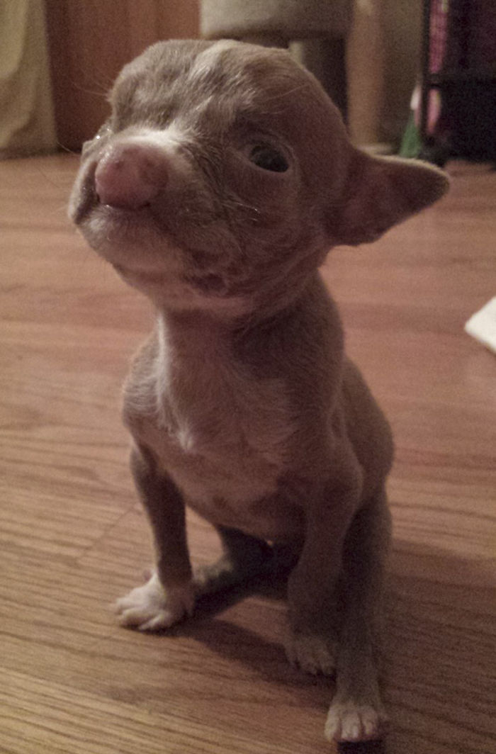 Foster Mom Refuses To Put Her Tiny Pit Bull To Sleep After It Was Born A Little Bit Different Foster Mom Refuses To Put Her Tiny Pit Bull To Sleep After It Was Born A Little Bit Different