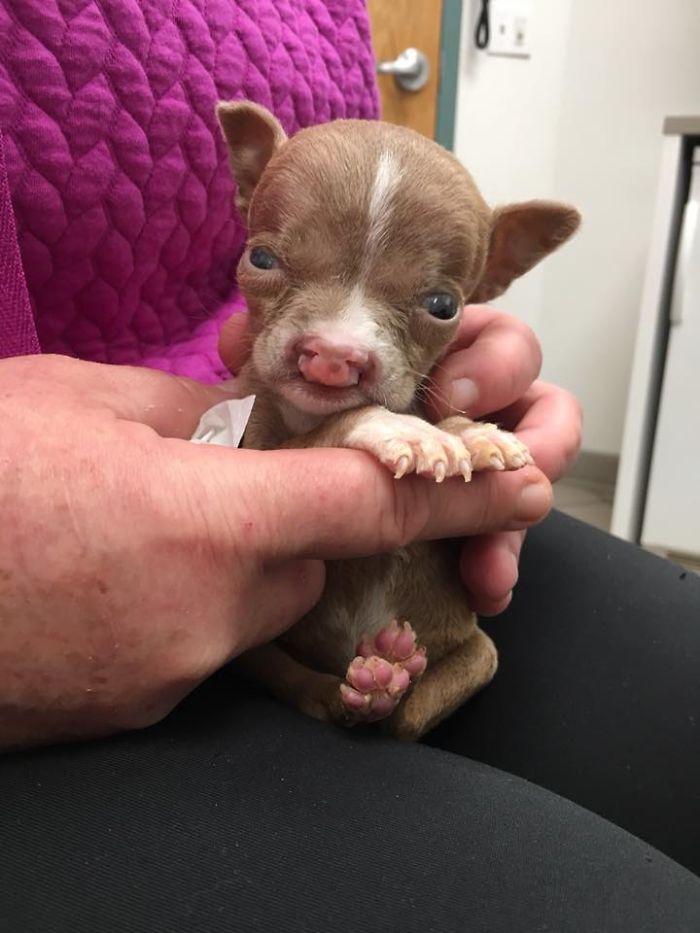 Foster Mom Refuses To Put Her Tiny Pit Bull To Sleep After It Was Born A Little Bit Different Foster Mom Refuses To Put Her Tiny Pit Bull To Sleep After It Was Born A Little Bit Different