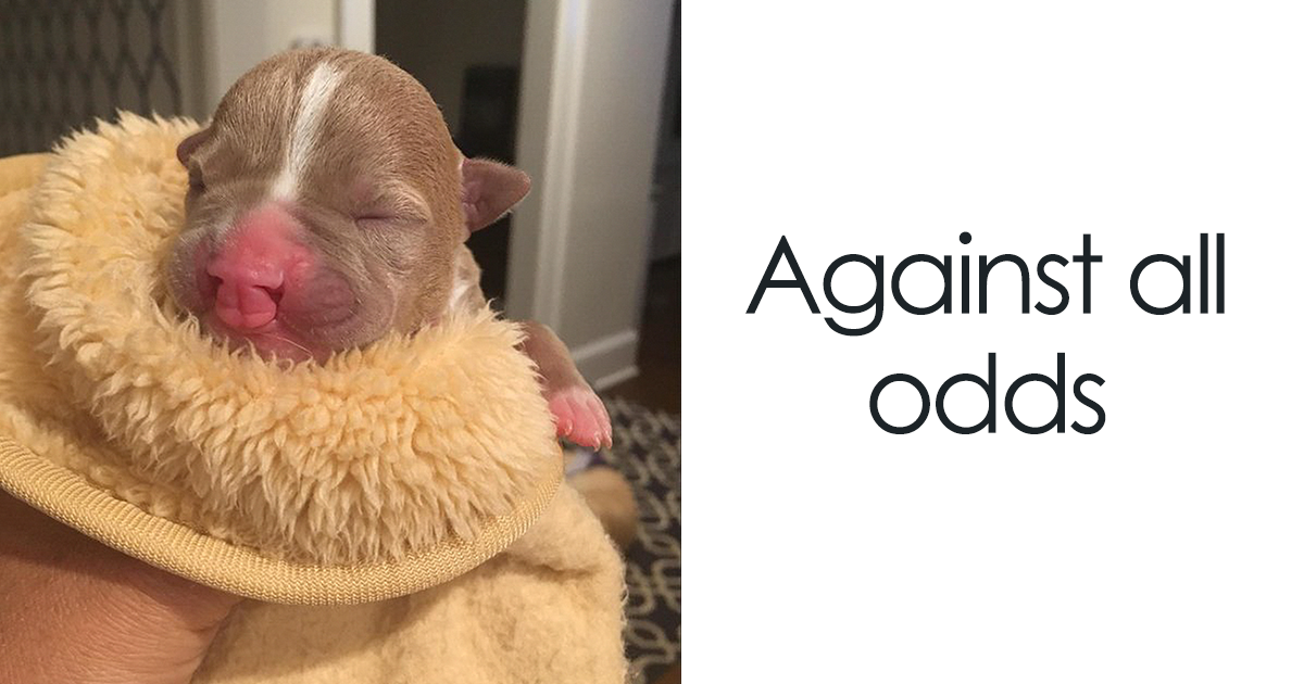 Foster Mom Refuses To Put Her Tiny Pit Bull To Sleep After It Was Born A Little Bit Different