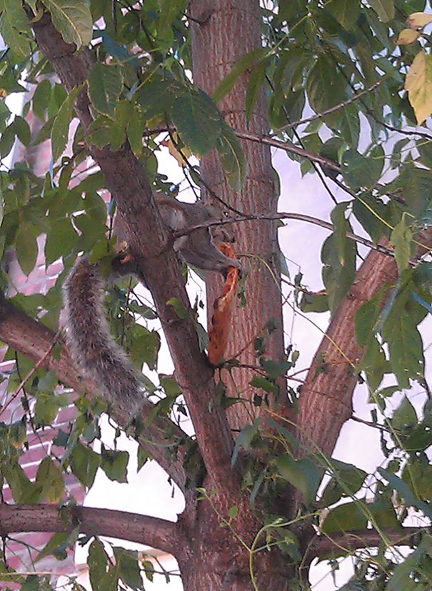 My Friend Texted Me Saying She Was Watching A Squirrel Eat A Pizza In A Tree. I Said, "Pics Or It Didn't Happen." She Replied With This