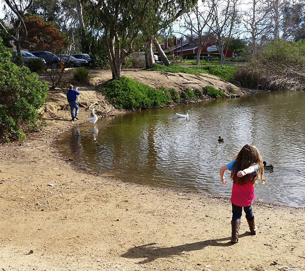 Dude Just Picked Up A Goose And Casually Walked Away With It When I Was Feeding Ducks With My Kids. Turns Out He Raised The Geese From When They Were Babies And Just Holds Them About Every Day