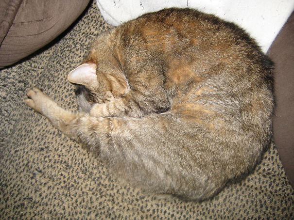 My Sleeping Cat Looks Like A Prawn.