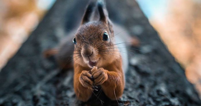 Photographer Shoots Finnish Forest Animals Like They’re Professional Models, And We Can’t Stop Looking At Them