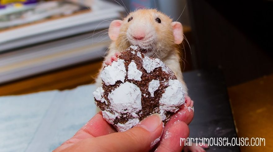 This Adorable Rat Chef Will Help You Make Cookies! This Adorable Rat Chef Will Help You Make Cookies!