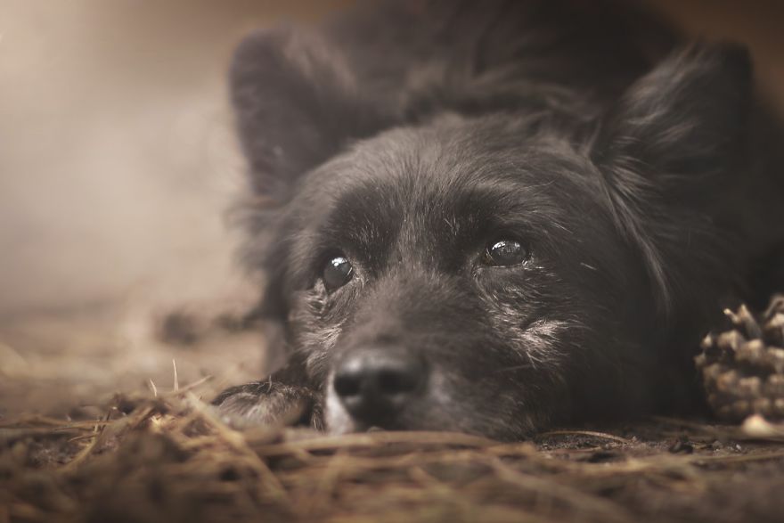 Photographs Of A New Member Of Our Family, 11-Year-Old Zewik