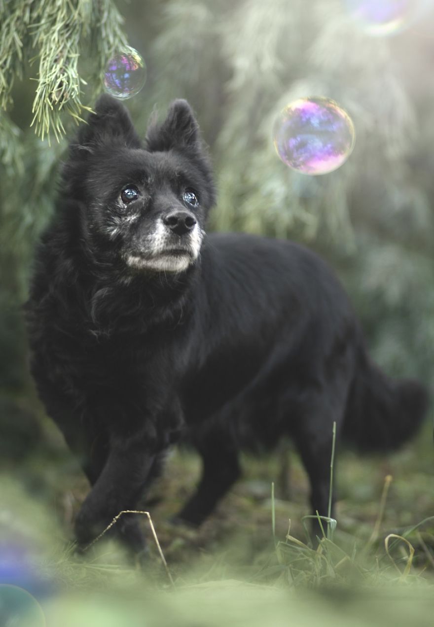 Photographs Of A New Member Of Our Family, 11-Year-Old Zewik