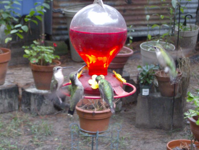 They Usually Fight For Dominance But There Were Just Too Many For Her (One Flying On Right) To Fight Off.