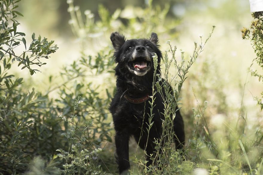 Photographs Of A New Member Of Our Family, 11-Year-Old Zewik