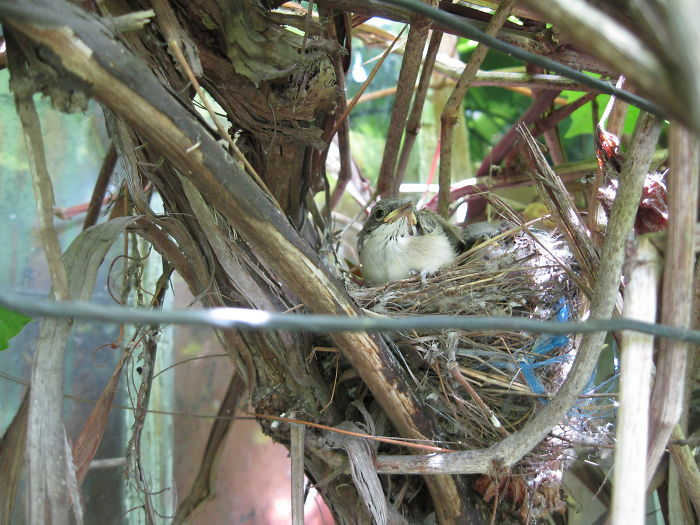 These Little Fellas Were Born On The House I Live In