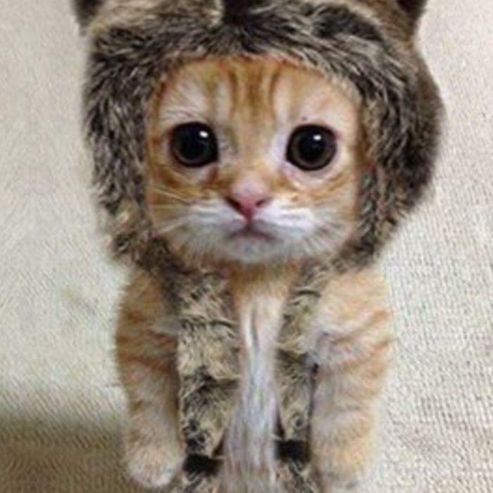 I Can’t Stop Laughing At This Cat 😂😂😂😂😂