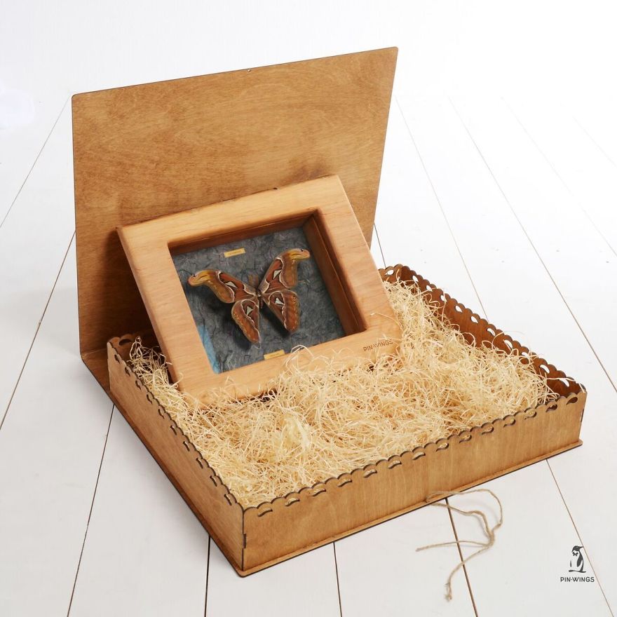 Real Butterflies Framed By Pinwings